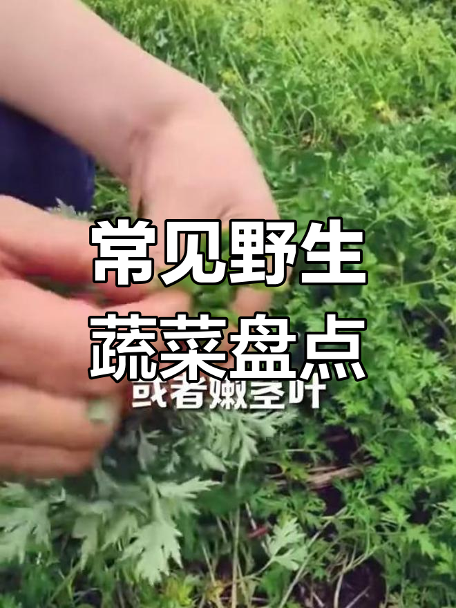 农村常见66种野菜,最后三种你见过吗?