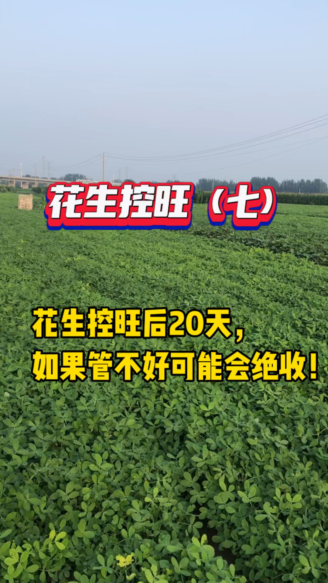 花生控旺(七):花生后期管不好可能绝收!