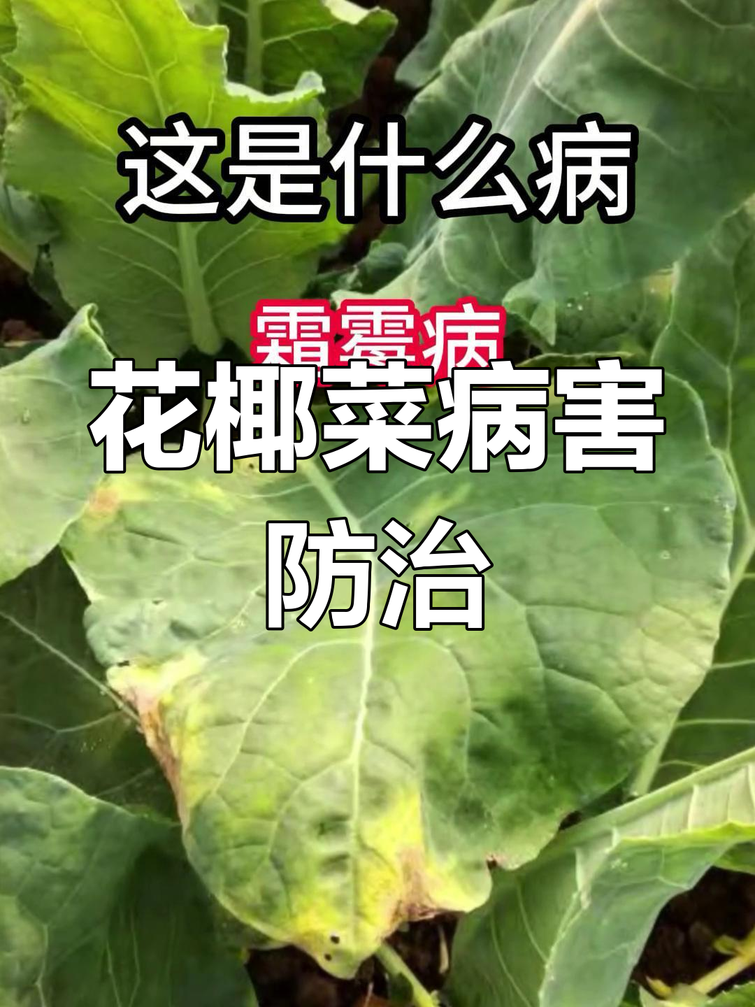 花椰菜常见病害及防治方法,轻松搞定病虫害问题
