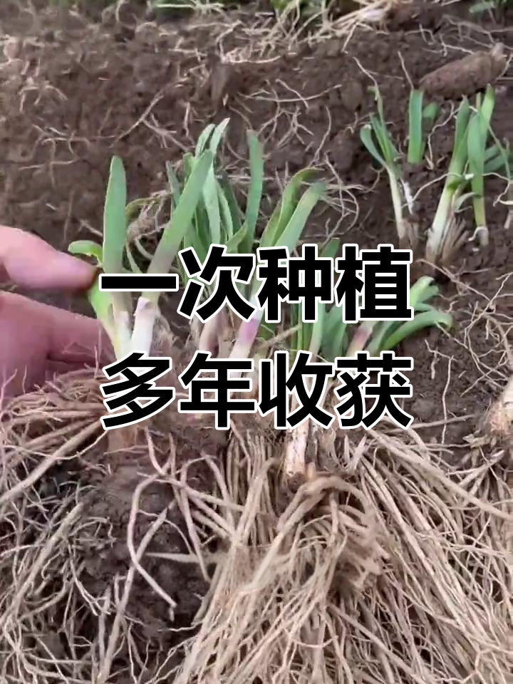 紫根宽叶韭菜,种一次吃十年,春季正是种植最佳时机
