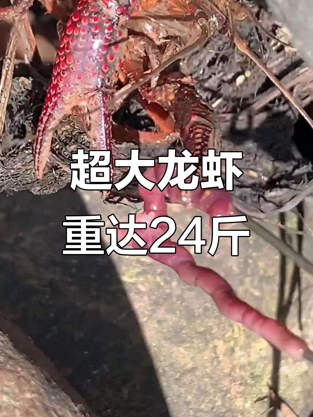 纽约捕捉到24斤巨型龙虾,钳子比胳膊还粗