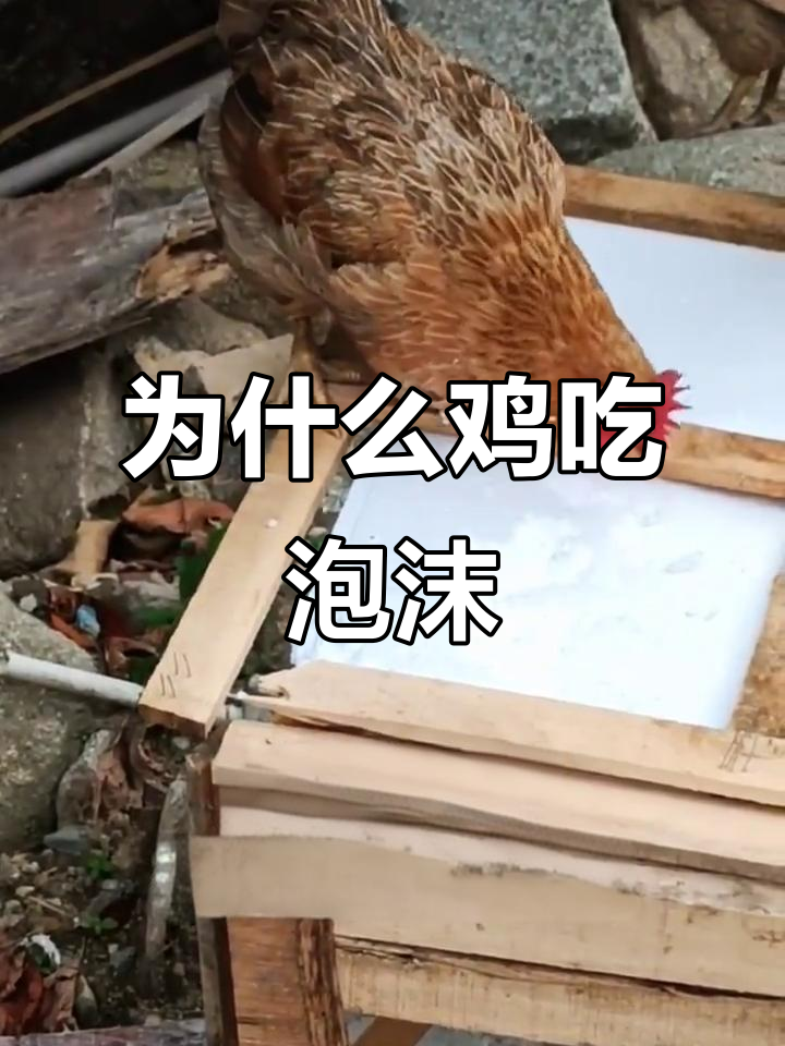 鸡为何误食泡沫?矿物质不足是主因