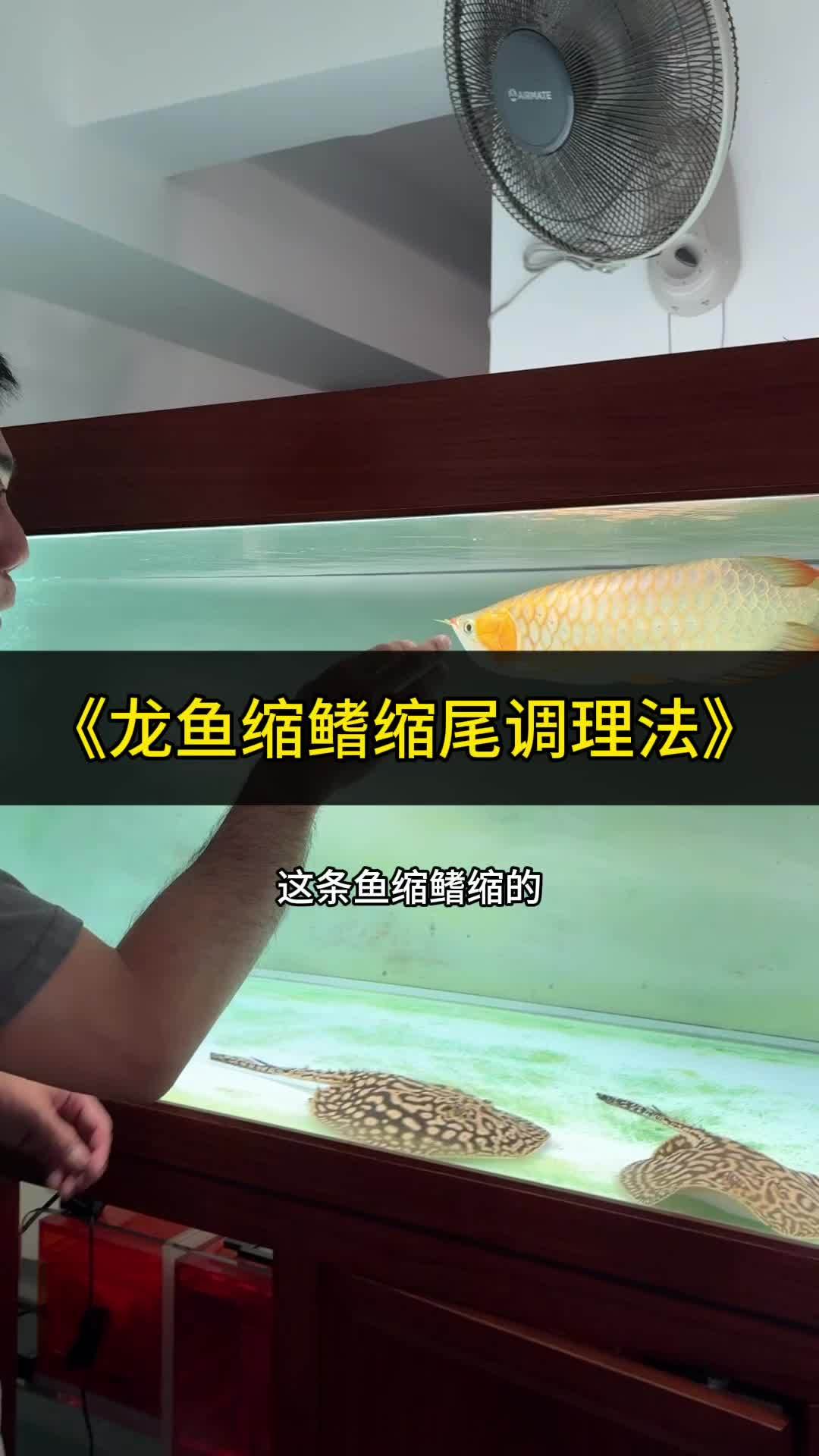 龙鱼缩鳍缩尾不好看就这么办他 观赏鱼 龙鱼高端龙鱼 缩鳍缩尾 龙鱼状态调整
