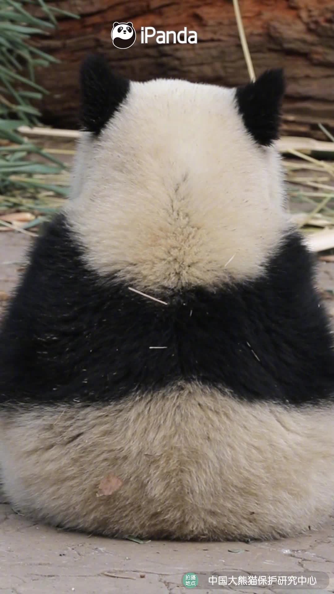 「没人能拒绝可爱的黑白团子」你应该不会拒绝“糯米团子”的背影吧?比如说这种超大号的呢?iP