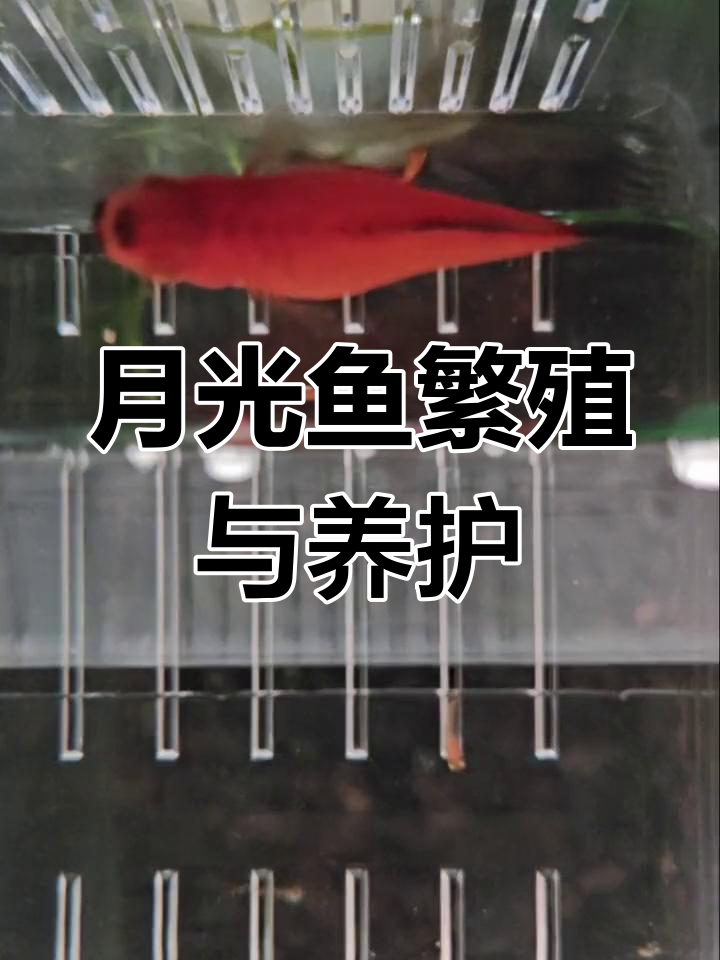 黑尾月光鱼生小鱼,成长过程全纪录