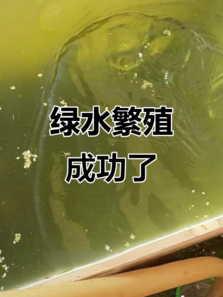 绿水爆发成功,金鱼藻死亡后竟变清澈!