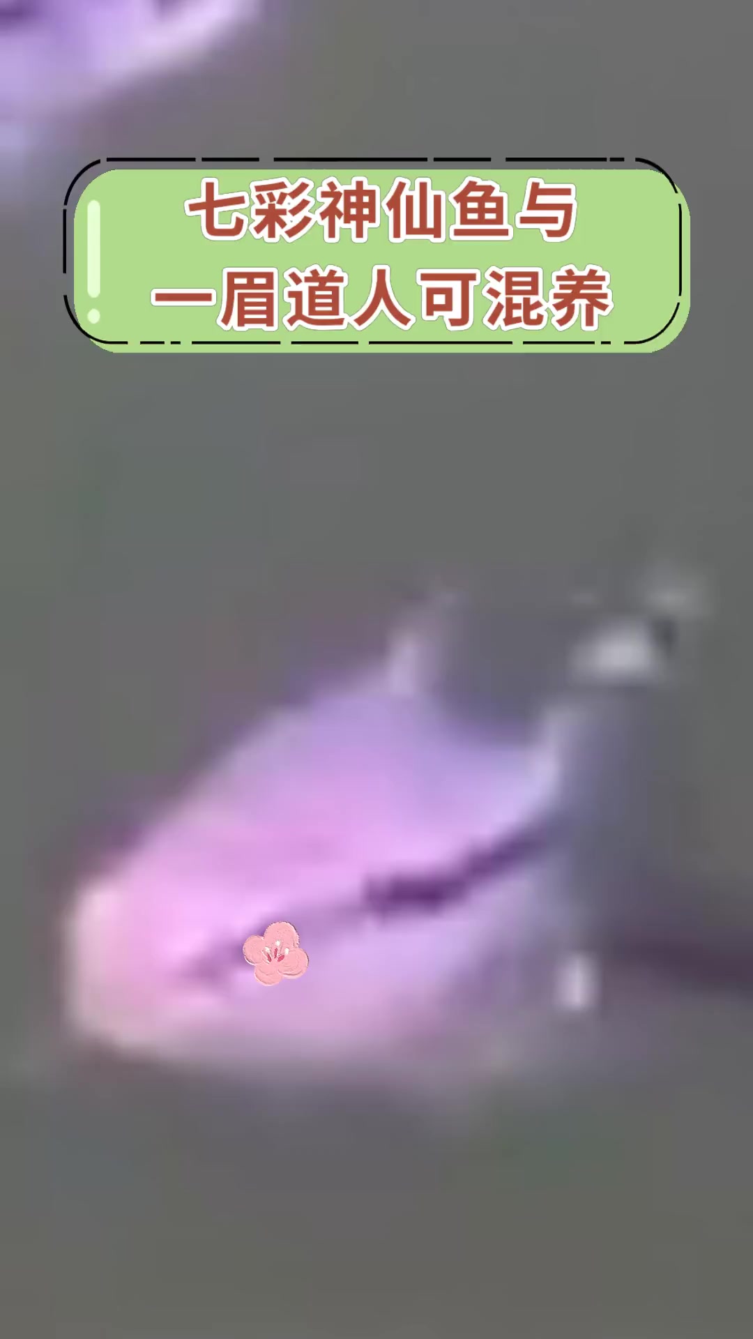 七彩神仙鱼与,一眉道人可混养