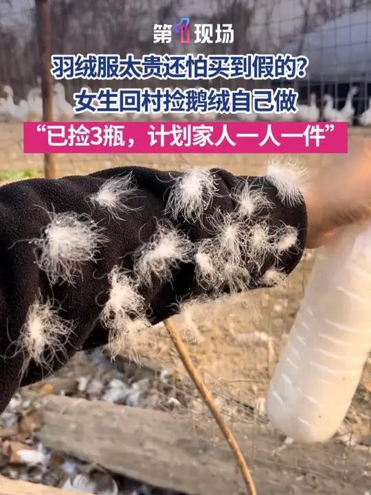 羽绒服太贵还怕买到假的?女生盯上大鹅:不如捡鹅绒自己做,最起码货真价实!目前已捡3瓶,目标