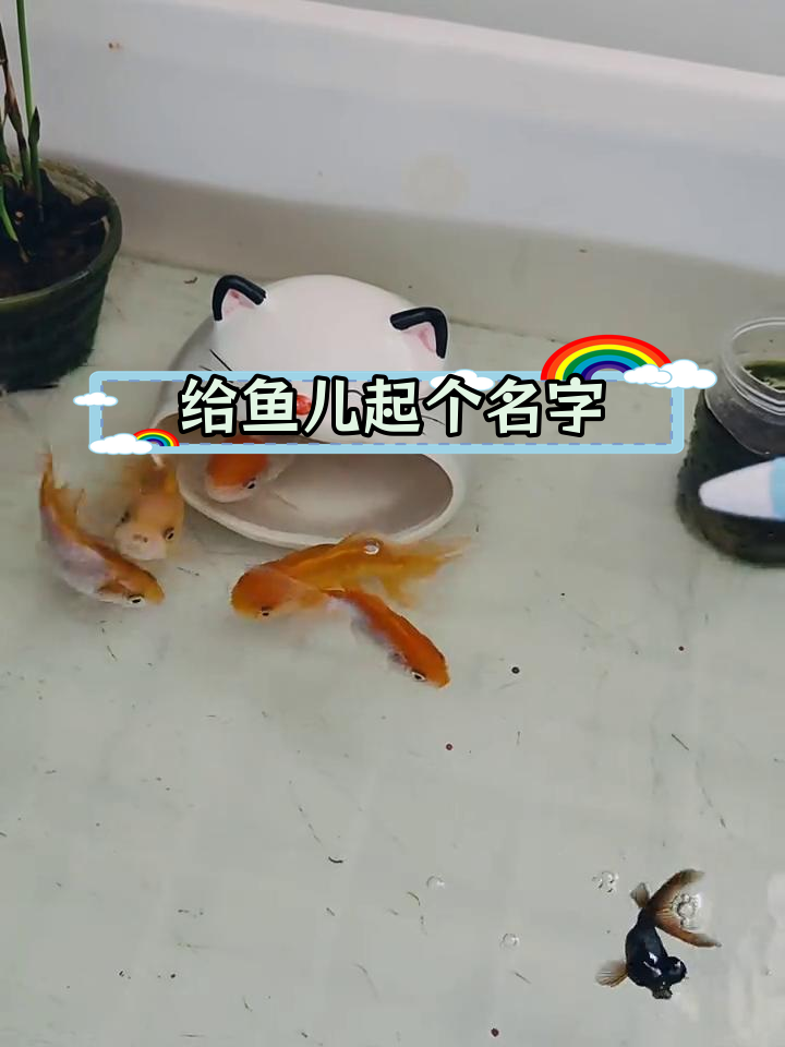 各种奇特观赏鱼名字推荐
