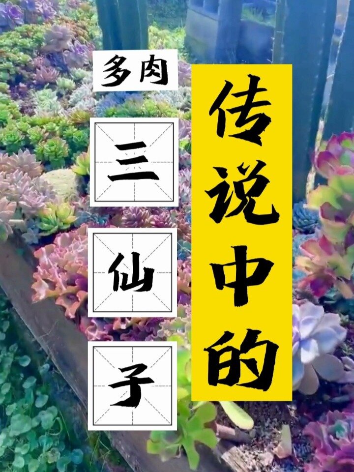 99%的肉友不会嫌弃的多肉界“三仙子”