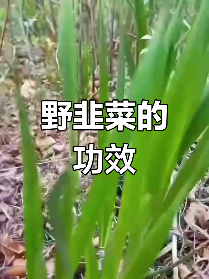 野韭菜的营养价值与功效:润肠通便、暖胃祛湿