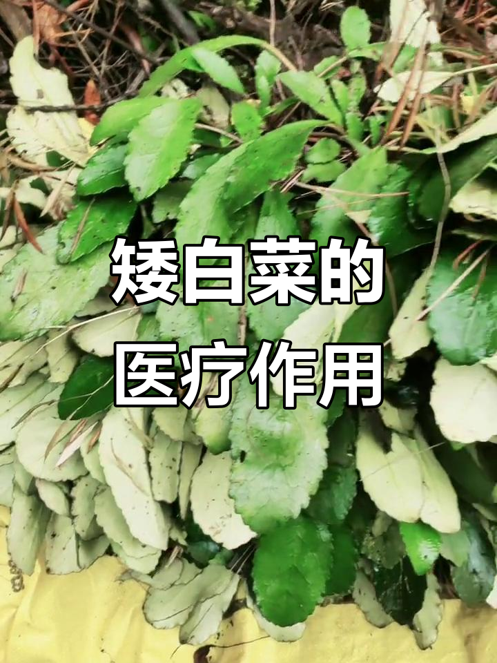 矮白菜的药用功效：治疗感冒、肺炎和关节痛