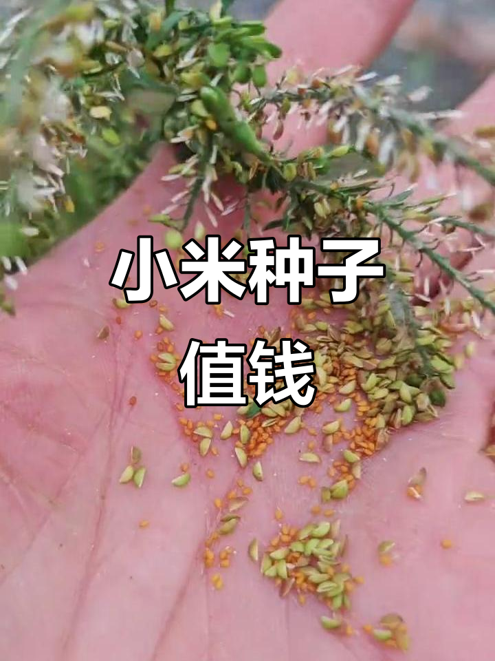 今年荠菜种子价格暴涨,小米种子的新商机
