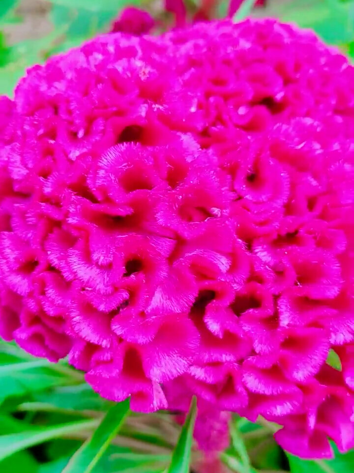 鸡冠花的花语含义是真挚的爱情、精神百倍