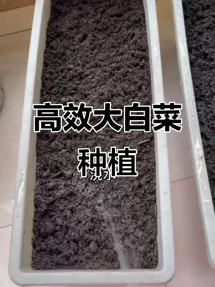大白菜种植技巧与优质种子选择