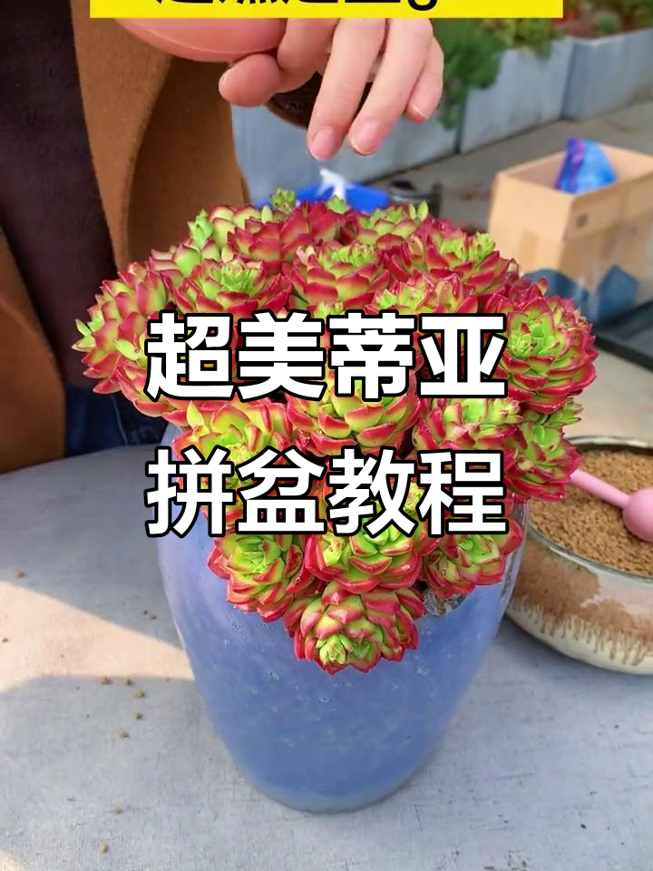轻松打造蒂亚拼盆，超美多肉组合等你来学