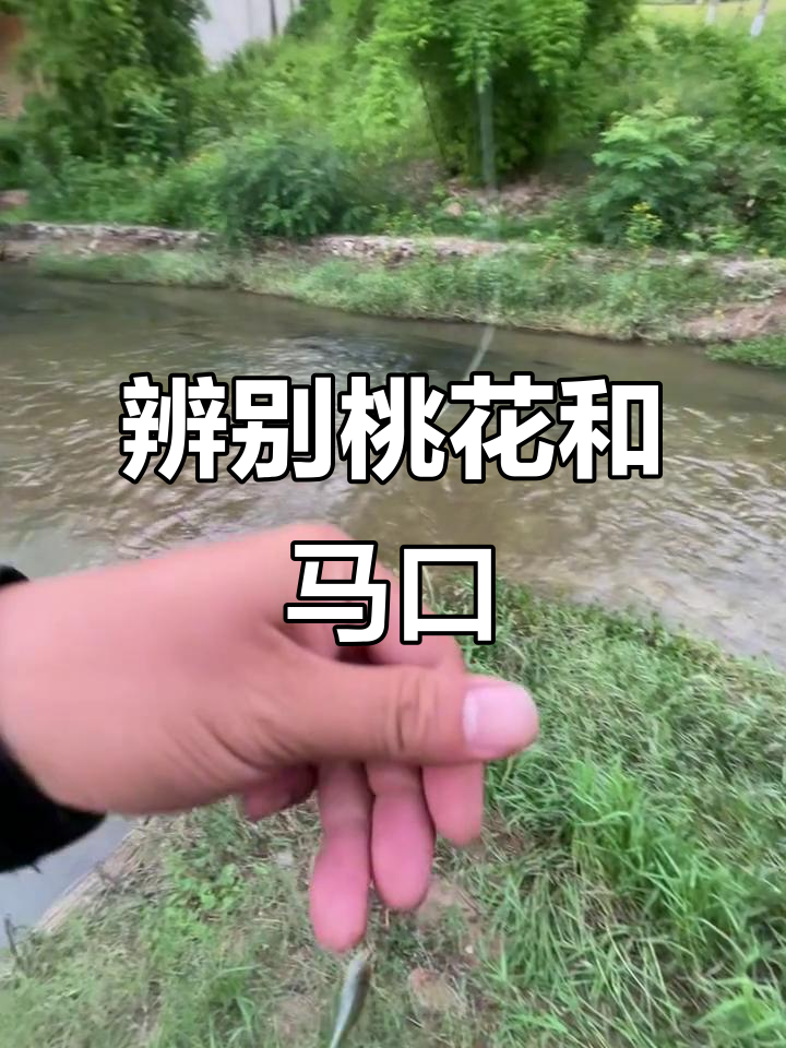 如何分辨桃花与马口鱼?新手必学技巧