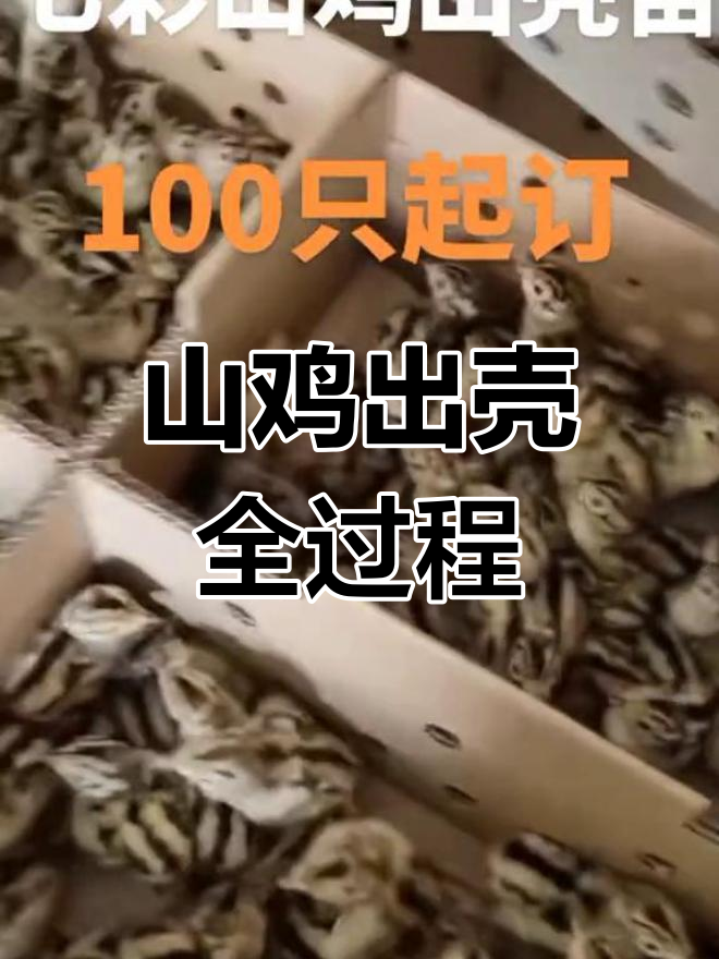 七彩山鸡孵化过程揭秘