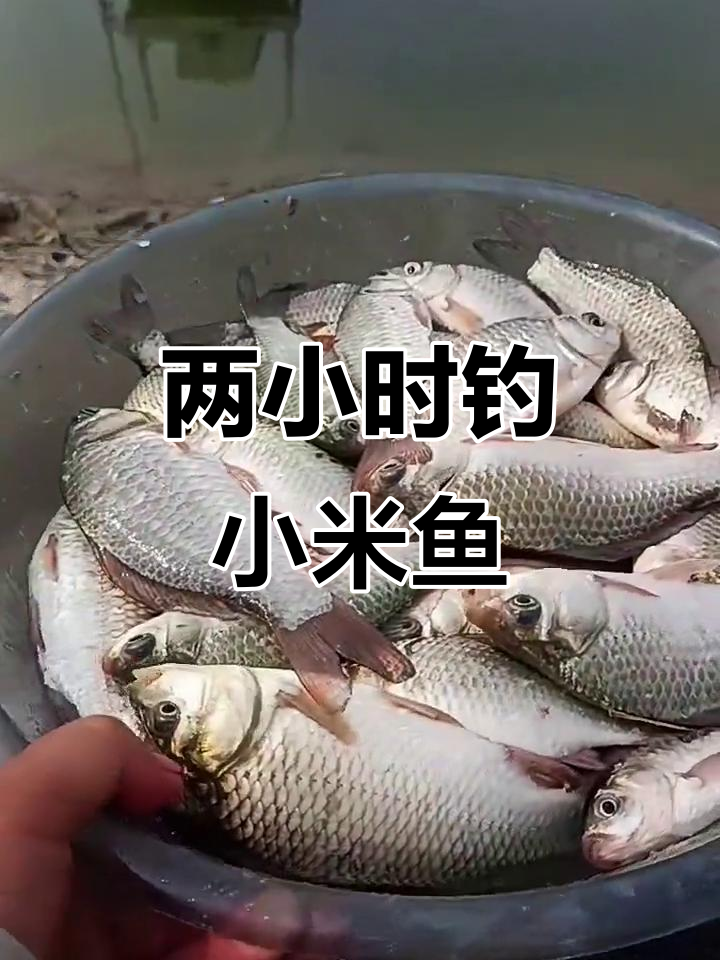 涡河钓鱼两小时，小米鱼获满满