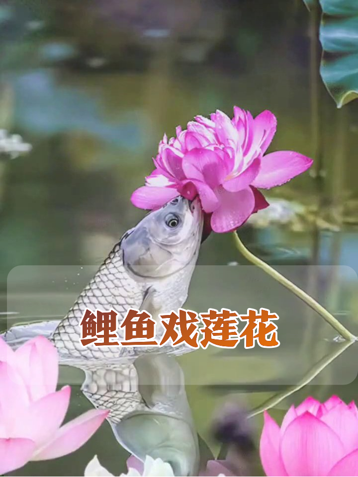 鲤鱼为吃莲花拼了！纵身一跃还带同伴比心，水里浪漫卷疯了