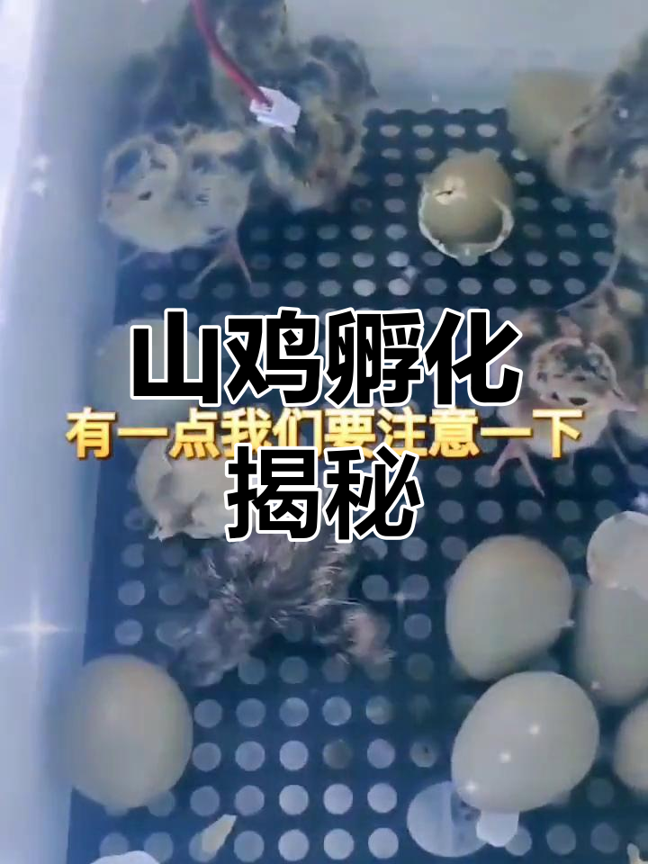 七彩山鸡孵化全纪录,精彩过程等你探索!