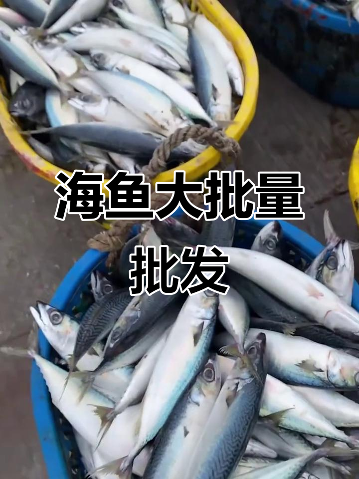 5斤新鲜东海海鱼，青占、鲅鱼整箱批发