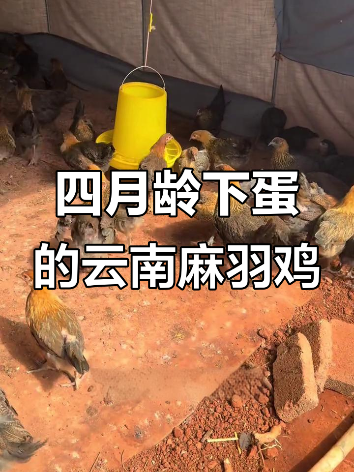 云南麻羽鸡苗,抗病力强,四个月开始产蛋,一年三到四次抱窝