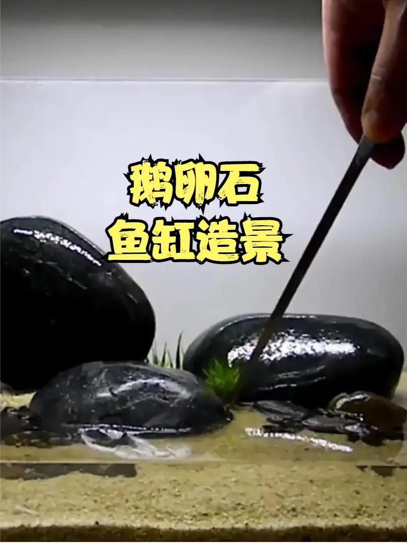 用鹅卵石也能做草缸景观,你也能学会