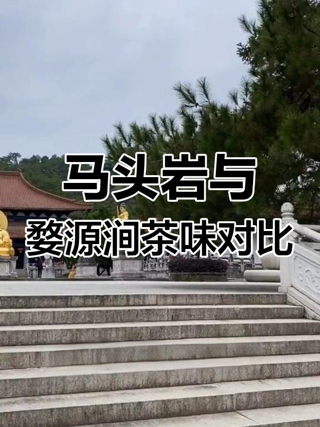 武夷山马头岩与婺源涧的茶香差异,肉桂水仙生长环境揭秘