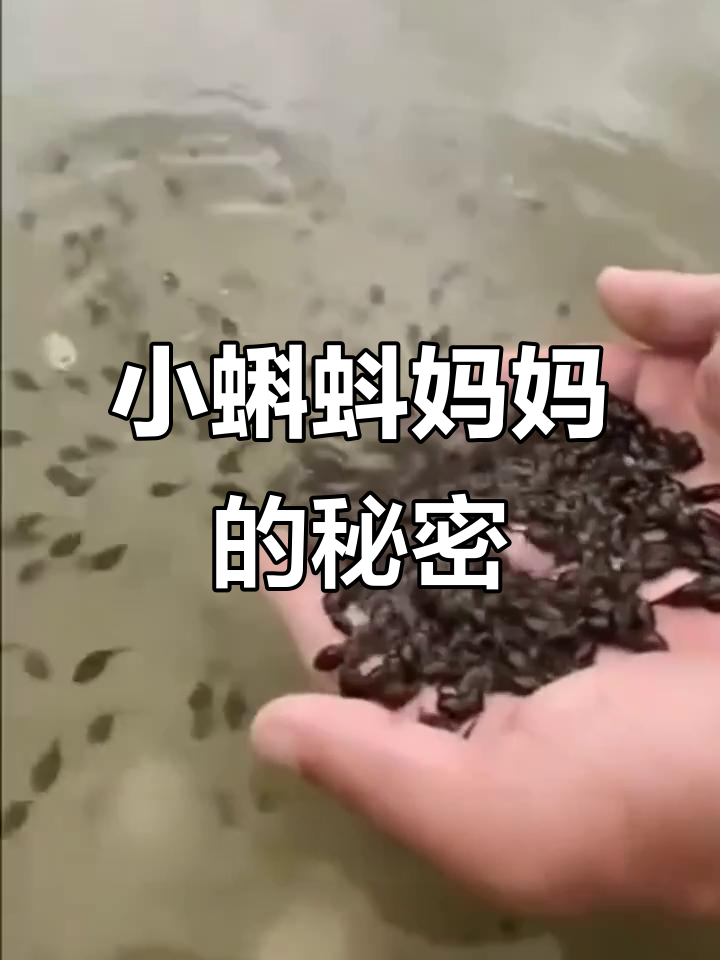 小蝌蚪的妈妈是珍珠奶茶？这搞笑配音太离谱了