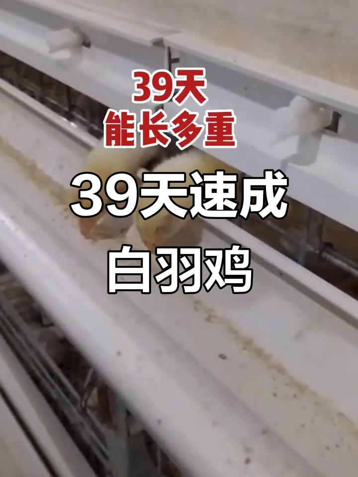 白羽肉鸡39天长6斤，真的是激素喂大的吗？