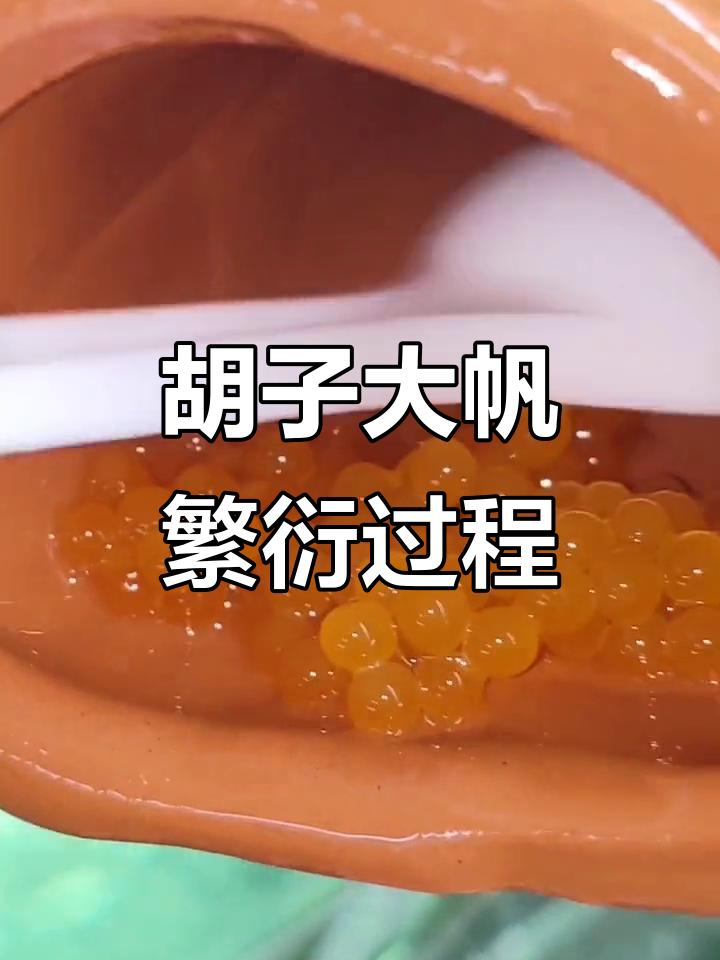 胡子大帆产卵全过程,揭秘孔雀鱼的繁殖奥秘