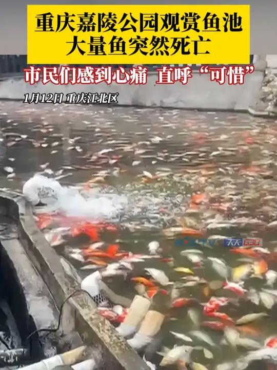 1月12日早晨,重庆江北区嘉陵公园观赏鱼池大量鱼突然死亡!市民们感到十分心痛,直呼“可惜”