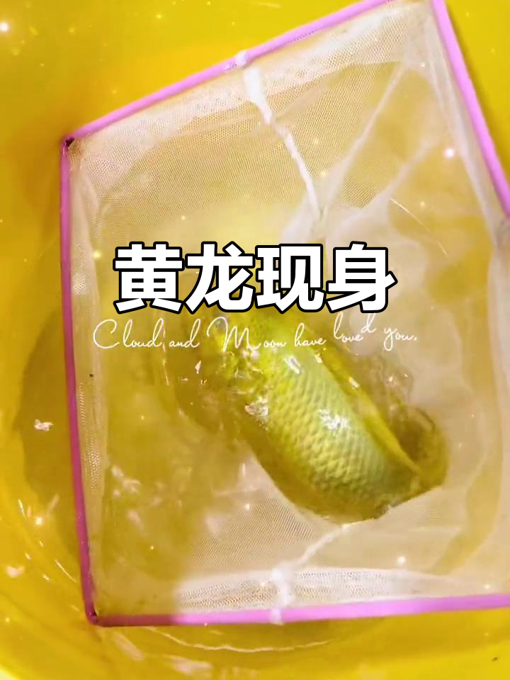 大缸新鱼亮相!27cm大黄龙,超美!评论区猜值多少钱?