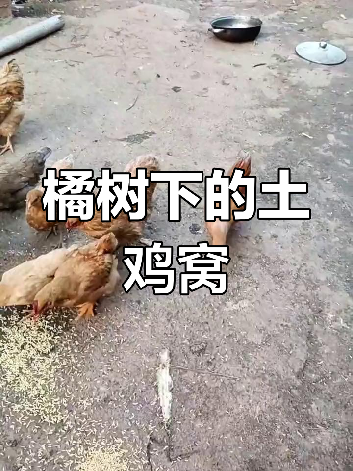 橘子树下土鸡窝,一年多来睡得安稳