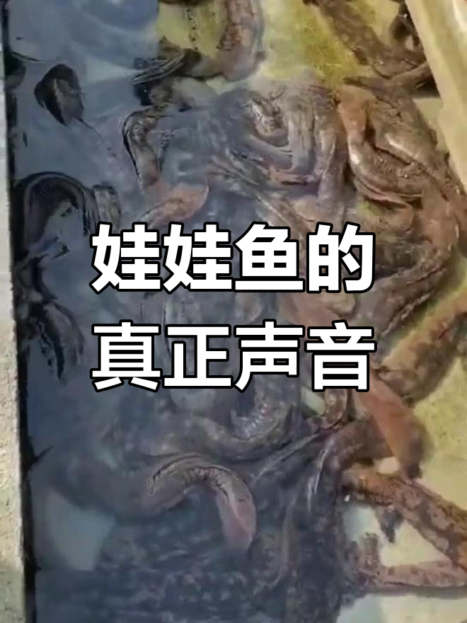 娃娃鱼的真实叫声,并非小孩哭声
