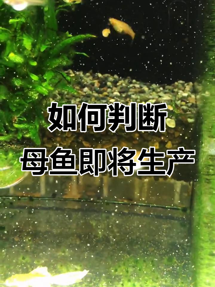 母鱼快生的信号,肚子方了生殖器凸起是关键