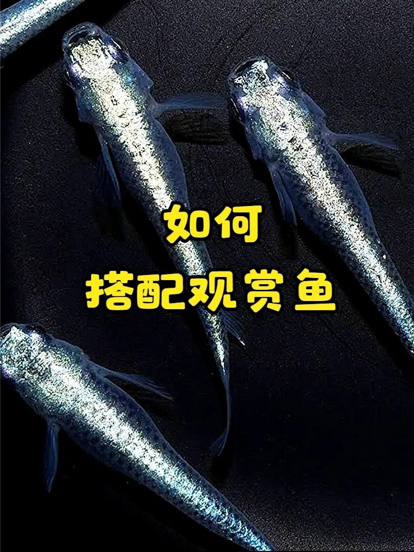 鱼缸怎么搭配观赏鱼?我给你推荐三种