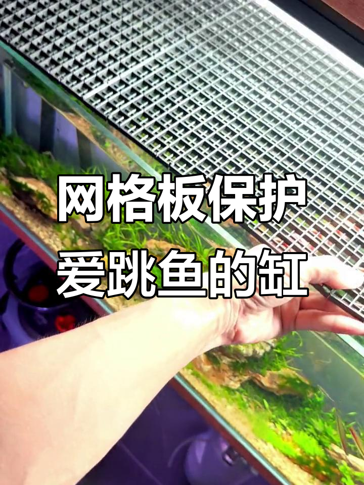 鱼缸里的“救命网”:防止跳缸的秘密武器