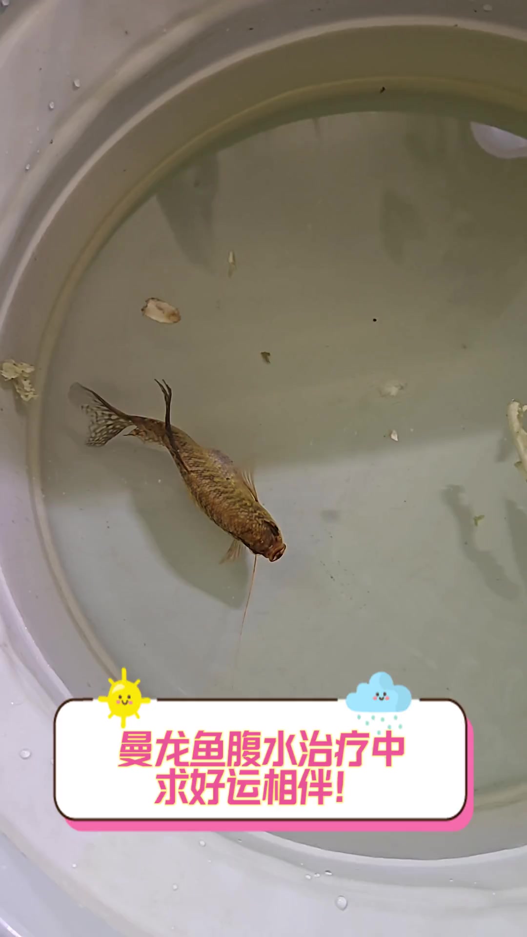 曼龙鱼腹水治疗中,求好运相伴!