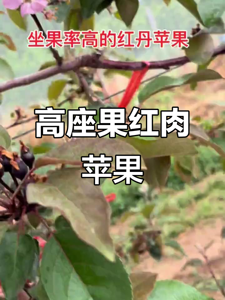 红肉苹果高坐果率,功能性强