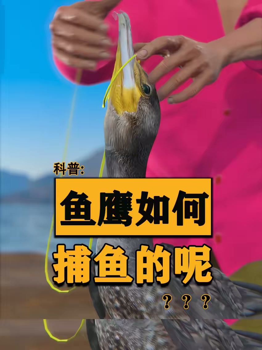 你知道鱼鹰是如何捕鱼的吗？聪明的人类