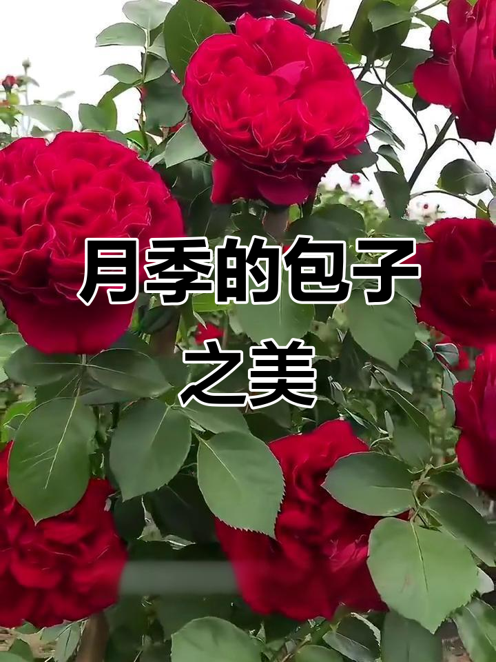 红色龙沙宝石，花苞丰满如包子脸，盛开时美得惊艳