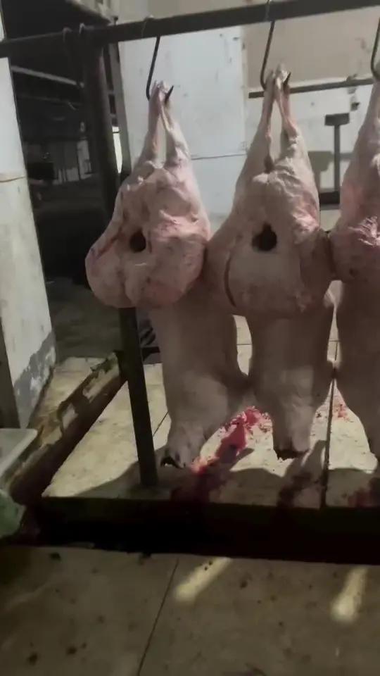 大尾巴羊 牛肉自繁自养吃肉屠宰场 真材实料才能做出好味道