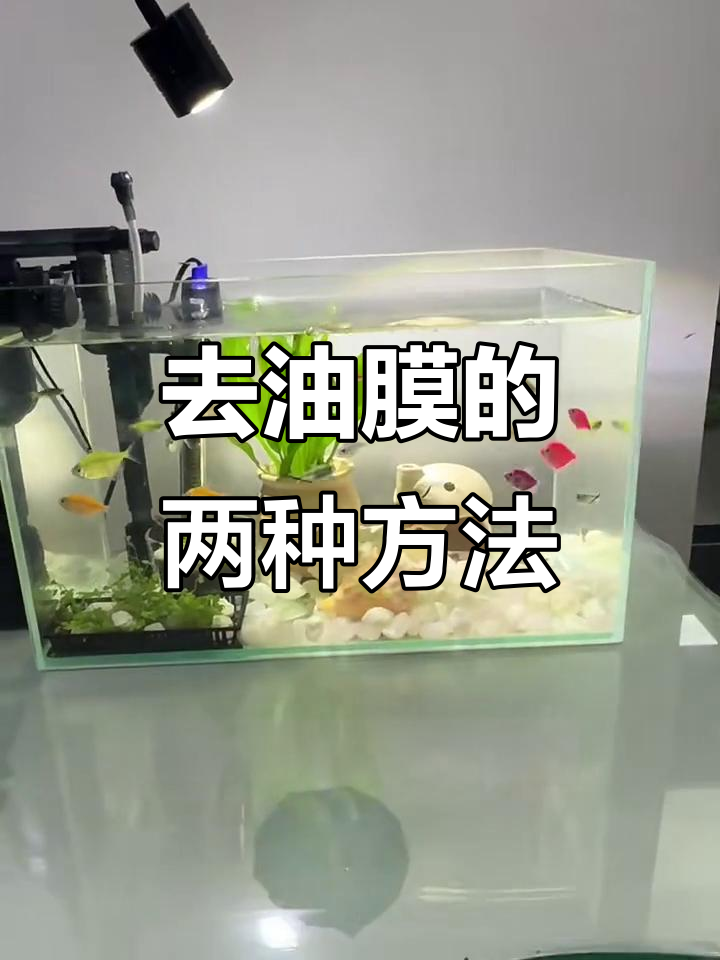 鱼缸油膜去除小妙招，简单又实用