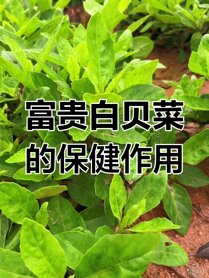白贝菜:营养丰富,养生必备的神奇蔬菜