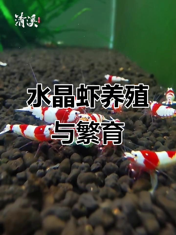 红白水晶虾养殖技巧:从入门到繁殖全攻略