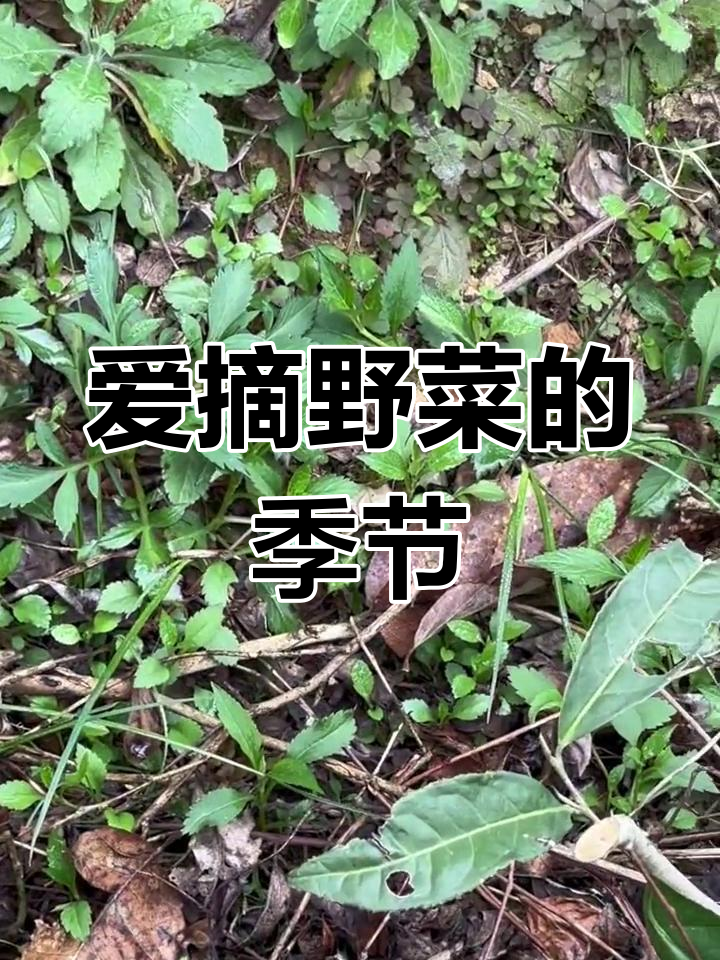 摘野菜真有趣,苦叶菜大集合