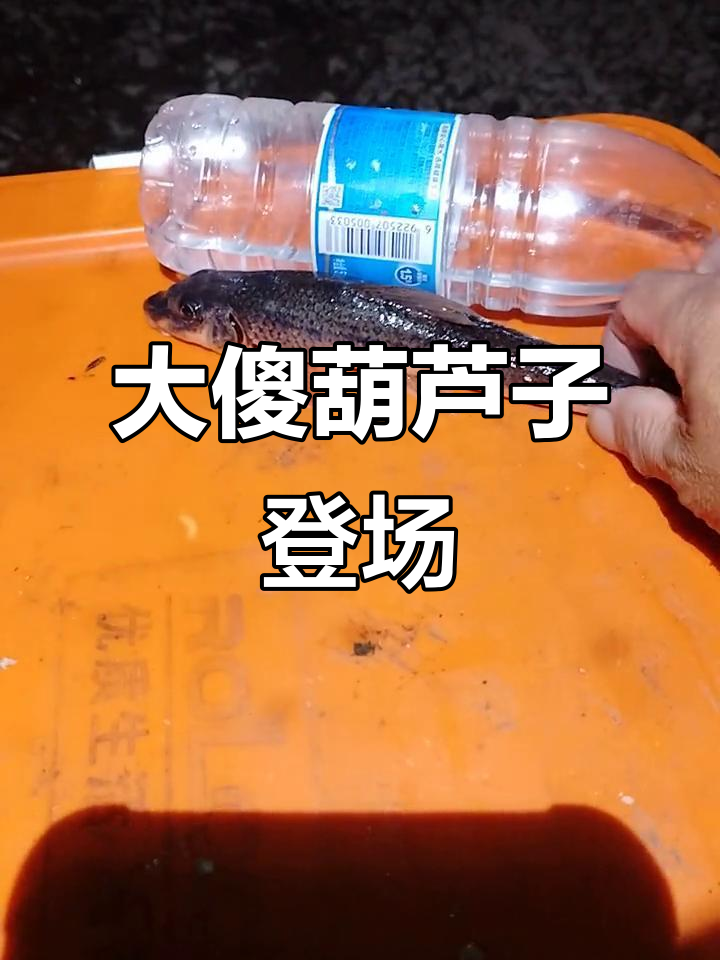 沙胡鲈子大揭秘,比康师傅还大的“傻葫芦”来啦!