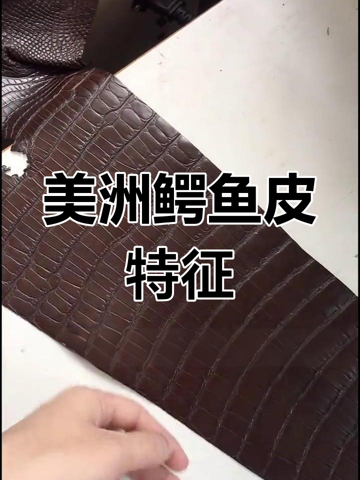 美洲鳄鱼皮纹路解析